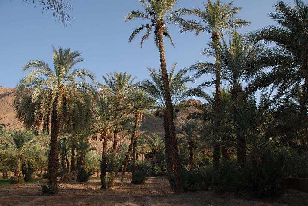 Villa Zagora Ma Villa Au Sahara Экстерьер фото