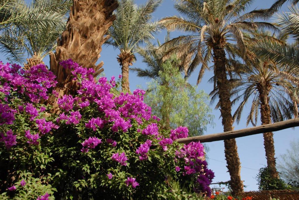 Villa Zagora Ma Villa Au Sahara Экстерьер фото