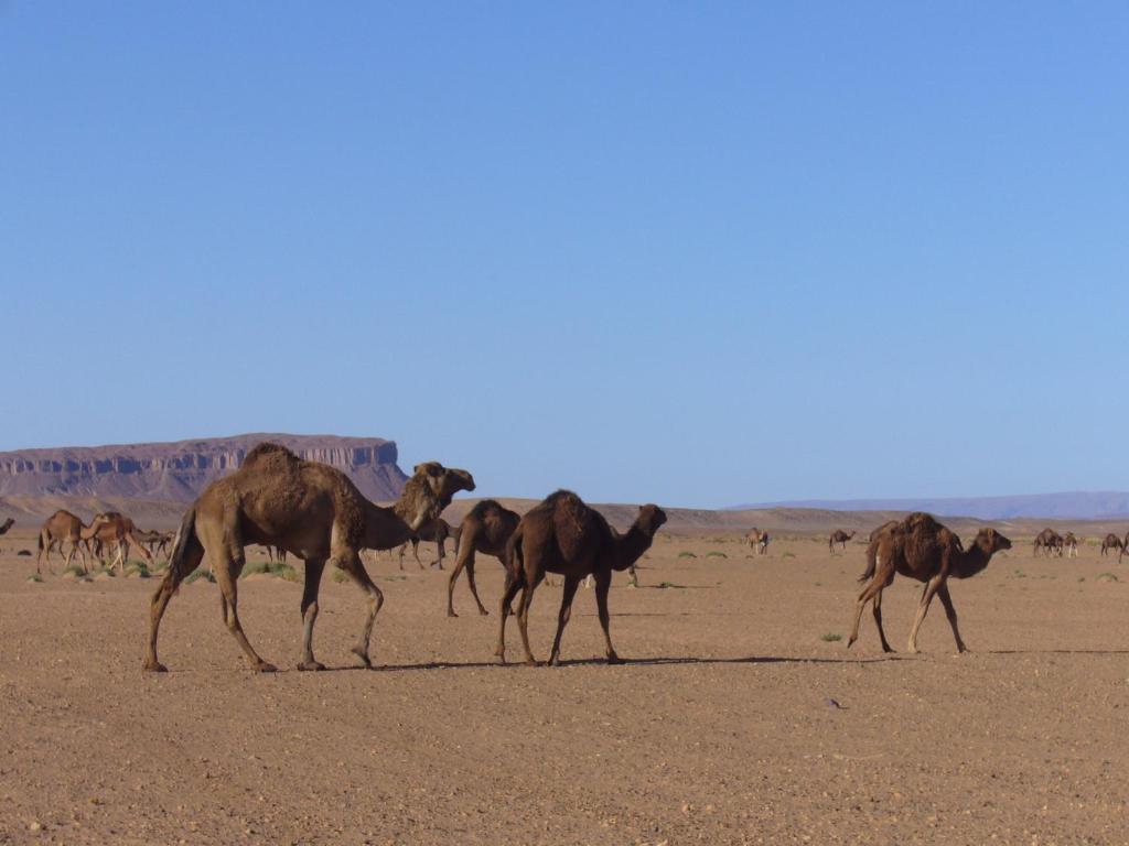 Villa Zagora Ma Villa Au Sahara Экстерьер фото